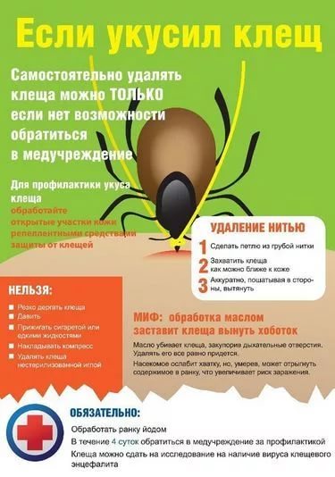 Лесные клещи.